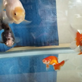 熱帯夜ーの画像