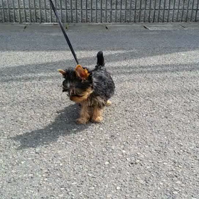 はじめてのの画像