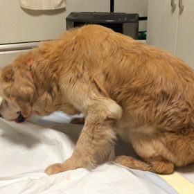 老犬介護日記:上手にリアルウンチ⁉︎の画像