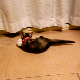 仔猫って元気ね～(^-^;)の画像