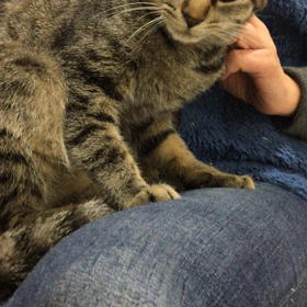 続❣️動く八重ちゃん〜里親会の画像