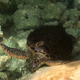 カメちゃん。の画像