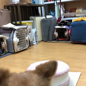 マロン編。の画像