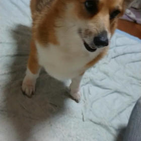 おいも、おいも！！の画像