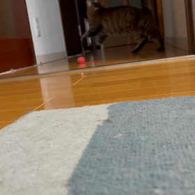 ゆきちゃん♀の夜のひとり運動会の画像