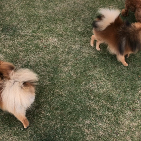 ポメ家族とトイプ〜マリンの画像