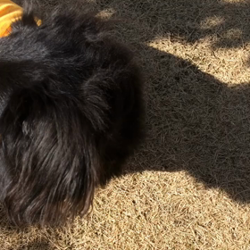 元気な部長の画像