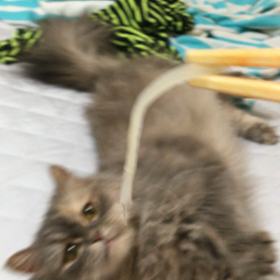 イカのさしみの画像