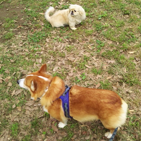 動画などをの画像