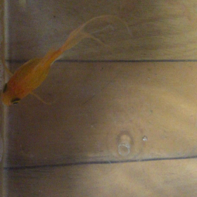 父親のペット  金魚の画像