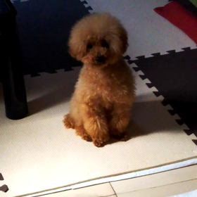 初動くMiMiだよ～！の画像