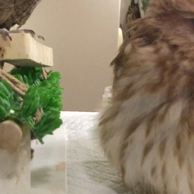 メルちゃん頭掻いて下さい♀️の画像