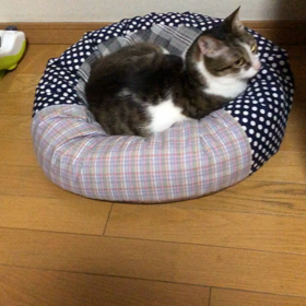 脳神経外科から調剤薬局から図書館へ…忘れてた。ほーデールちゃんそこにいる！の画像