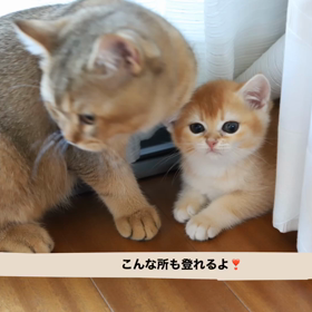 【猫動画】こんな所も登れたよの画像