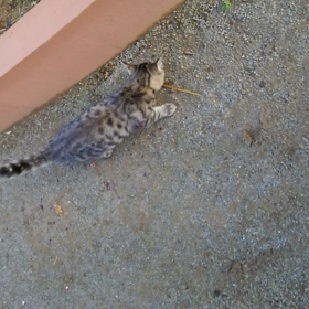 庭の梅が咲きましたの画像