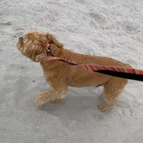 6月14日12わんこと1時間遠足  お台場の画像