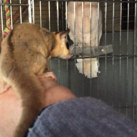 モモンガの画像