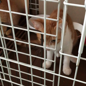 ケージの大掃除！の画像