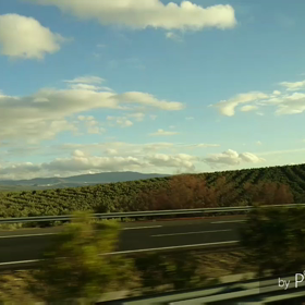 life✨オリーブ畑を見て思ったよ！の画像