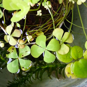 エビとメダカ。の画像