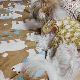 スヤスヤ……仲良くねんね＆チョイバタバタな事情の画像