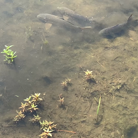 うじゃうじゃしている鯉を庭からウォッチ(@_@)の画像