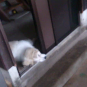 薬の件（長いですw）の画像