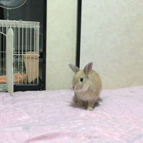 うさぎジャーンプ‼︎の画像
