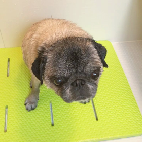 パグの入浴。の画像