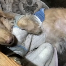 撫でる手を止めたら ぶぅぶぅ鳴いてご不満を述べられるアキ様の画像