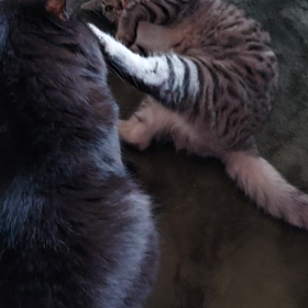 朝のプロレスたいむ(*^^*)の画像