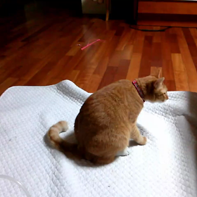 首輪と格闘するの画像