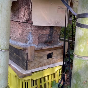 中庭に蜜蜂さんを発見  しましたの画像