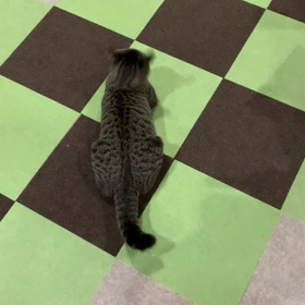 髄膜炎のズイちゃんの画像