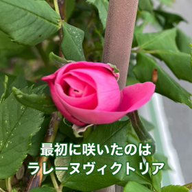 3月末のお庭の画像