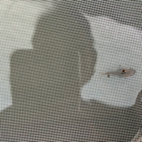 掬ってみました2の画像