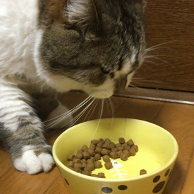 猫にも言い聞かせが大事。の画像