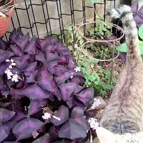 明日決行予定。の画像