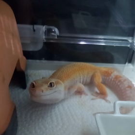 トカゲモドキ＼(◎o◎)／！の画像