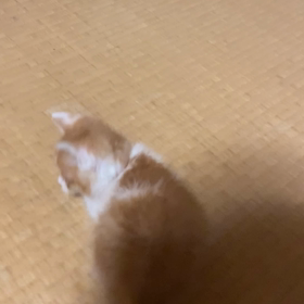 1ヶ月後の赤ちゃん猫の画像