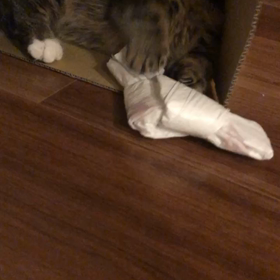 投薬　5日目の画像