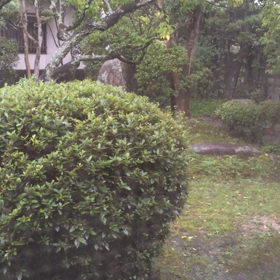 今朝の荒梅雨の画像