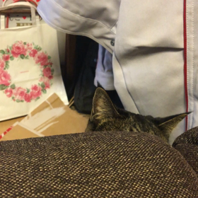 よし子、モグラ叩きに挑戦(｡•̀ᴗ-)و ̑̑✧の画像