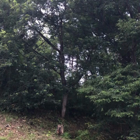 ひぐらしの大合唱♡かなり賑やか♡の画像