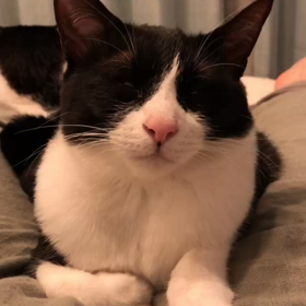 今日はおやすみの画像