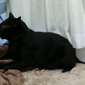 今夜もモミモミ。の画像