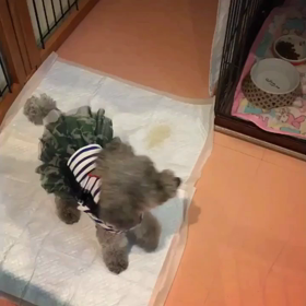 《ペットホテルのお客様♪ココちゃん》の画像