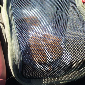 連帯絶食の画像