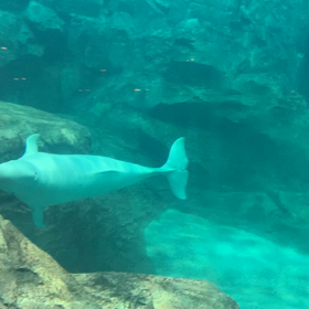 ベルーガカルーセルの画像