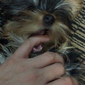 てちゅくん。の画像